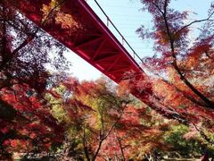泉自然公園の紅葉の写真1