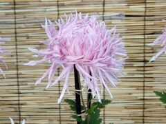 くらしの植物苑特別企画 季節の伝統植物「伝統の古典菊」の写真1