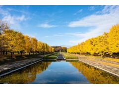 国営昭和記念公園 黄葉・紅葉まつり 秋の夜散歩の写真1