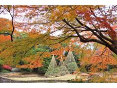 小石川後楽園 深山紅葉を楽しむの写真1