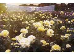 神代植物公園 秋のバラフェスタの写真1