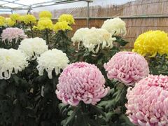 東京都観光菊花大会の写真1