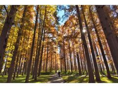 水元公園 メタセコイアの紅葉の写真1