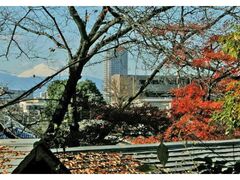 実篤公園 紅葉の写真1