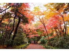 国立科学博物館附属自然教育園の紅葉の写真1