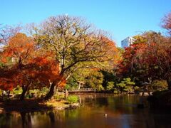 有栖川宮記念公園の紅葉の写真1