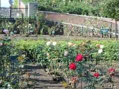 秋留台公園の秋バラの写真1