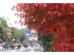 鶴岡八幡宮の紅葉の写真1