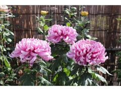 川崎大師菊花展の写真1