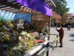 小田原城菊花展の写真1