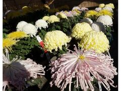 相模原市菊花競技会の写真1