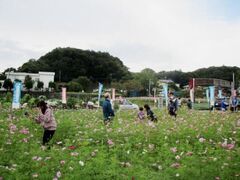 小松コスモスまつりの写真1