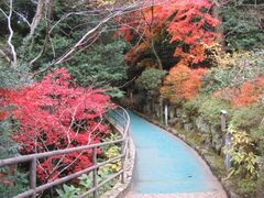 万葉公園の紅葉の写真1