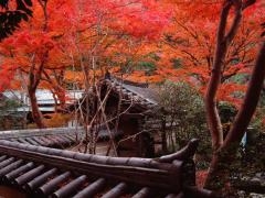 瑞泉寺の紅葉の写真1