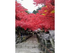 大山寺のもみじ祭りの写真1