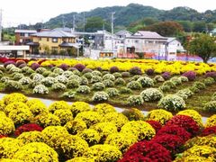 あつぎ飯山花の里秋のざる菊まつり2025の写真1