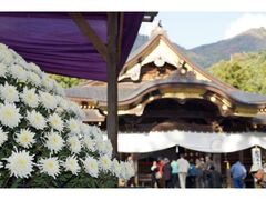 新潟県菊花展覧会・弥彦菊まつりの写真1