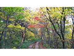 角田山の紅葉の写真1
