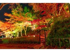 松雲山荘紅葉ライトアップの写真1