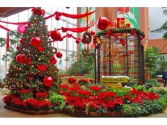 季節展示「冬の庭」(クリスマス)の写真1