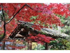 富山市民俗民芸村の紅葉の写真1