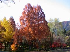 樹木公園の紅葉の写真1