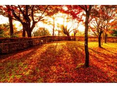西山公園の紅葉の写真1