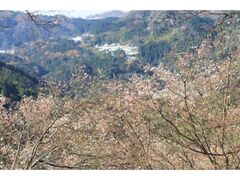 五色山公園のカンザクラの写真1