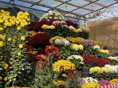 信州須坂大菊花展の写真1