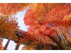 高遠城址公園の紅葉の写真1