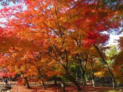 小諸城址懐古園紅葉まつりの写真1