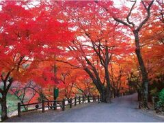 養老公園の紅葉の写真1