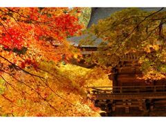 大矢田神社 もみじ谷の写真1