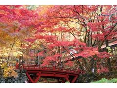 両界山横蔵寺の紅葉の写真1