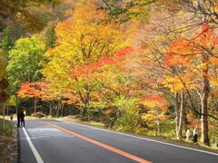 飛騨・美濃せせらぎ街道(森林公園おおくら滝)の紅葉の写真1