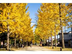 学びの森プロムナードのイチョウ並木の写真1