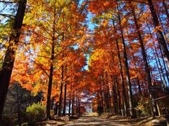 めい想の森の紅葉の写真1