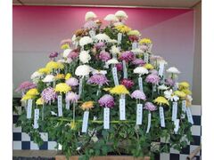 百種接分菊 展示の写真1