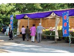 沼津御用邸記念公園 菊華展の写真1