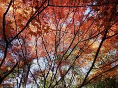 静岡県立森林公園の紅葉の写真1