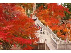 法多山尊永寺の紅葉の写真1
