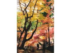 大洞院 紅葉まつりの写真1