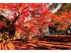 一碧湖の紅葉の写真1