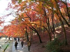 修善寺の紅葉の写真1