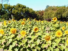 荒子川公園秋まつりの写真1