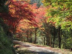 愛知県民の森の紅葉の写真1