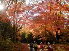 愛知県森林公園の紅葉の写真1
