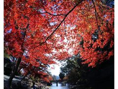 岡崎市東公園 紅葉まつりの写真1