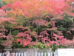 寂光院 もみじまつりの写真1