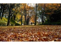 小牧山城の紅葉の写真1